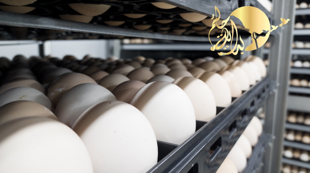 دراسة جدوي دواجن بياض بالسعودية