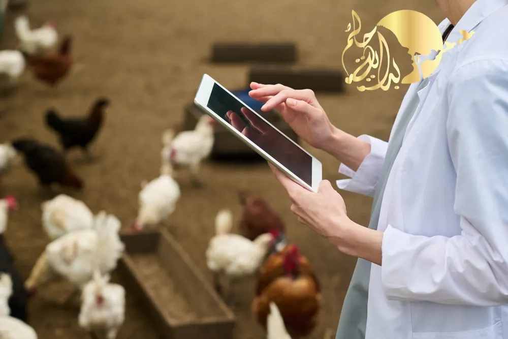 دراسة جدوي دواجن بياض بالسعودية